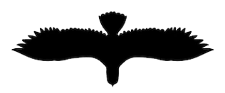 image de corbeau